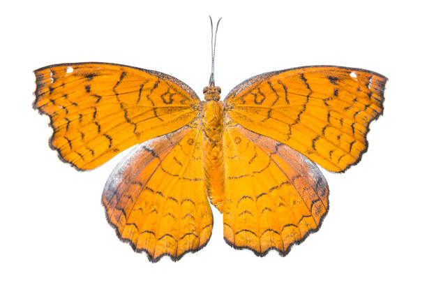 istock Doesal view of Angled castor  butterfly  ( Ariadne ariadne ) isolated on white 888130624