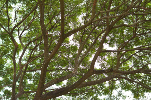 istock Branches of big tree seem like street. 888132698