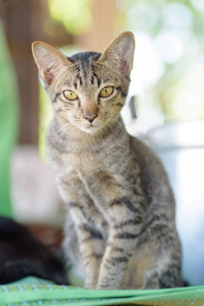 Portrait of cat looking the camera, cute animal and pet
