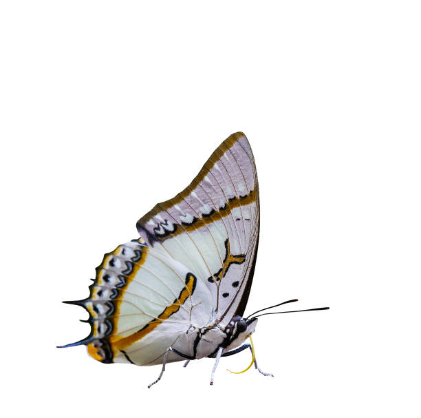 istock Isolated Great Nawab Butterfly in sucking action on white 888133292
