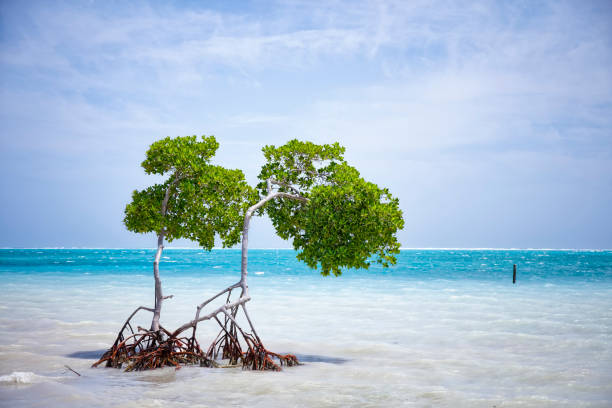 istock Mangrove trees in Caribbean Sea - Belize / Caye Caulker 888133374