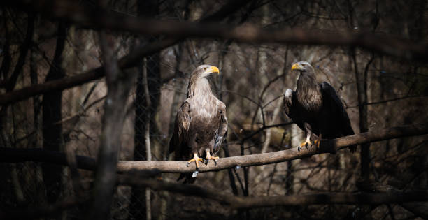 Two dark grey eagles in nature Two beautiful dark grey eagles in wildlife sitting eagle bald eagle american culture feather stock pictures, royalty-free photos & images