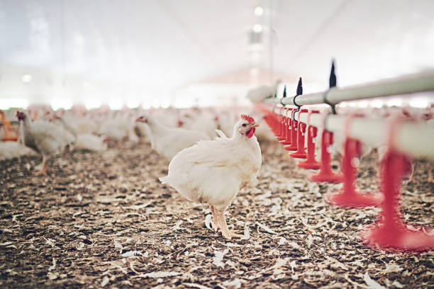 istock Home of the hens 888136894