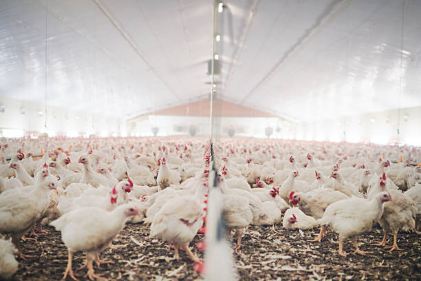 istock Birds of a feather 888136906