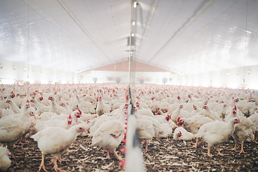 Shot of chickens on a poultry farm