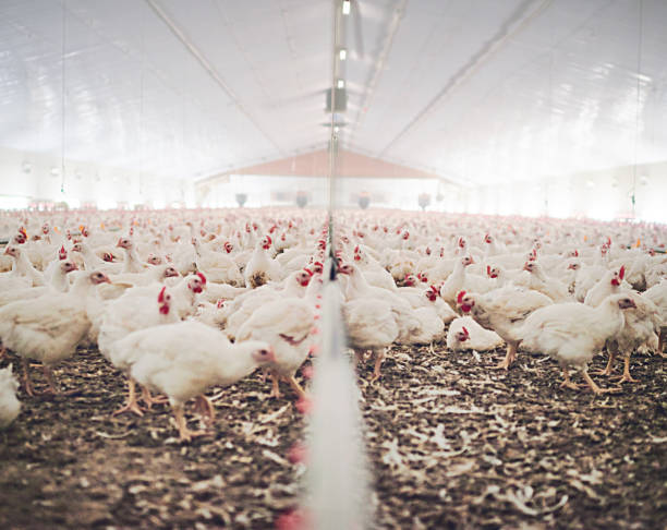 The heart of the henhouse Shot of chickens on a poultry farm poultry photos stock pictures, royalty-free photos & images