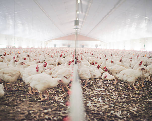 the heart of the henhouse - poultry imagens e fotografias de stock