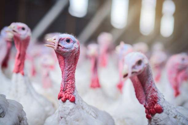 avicultura de premium - turkey fotografías e imágenes de stock
