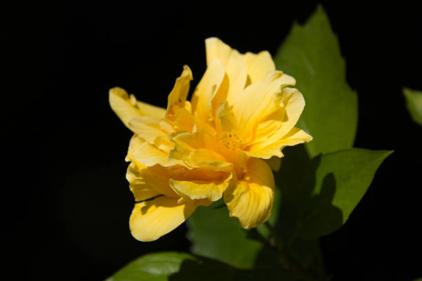 istock Yellow Hibiscus Flower in black dard background 888140928