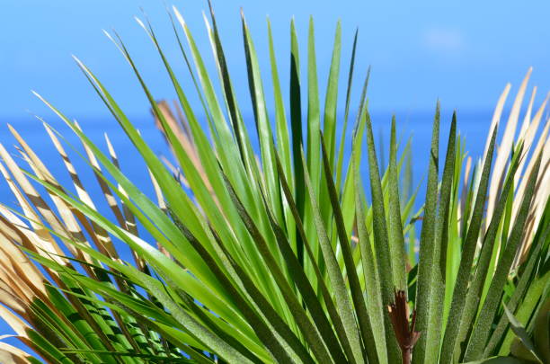 istock Sicily: San Vito Lo capo and its beauties 888141202