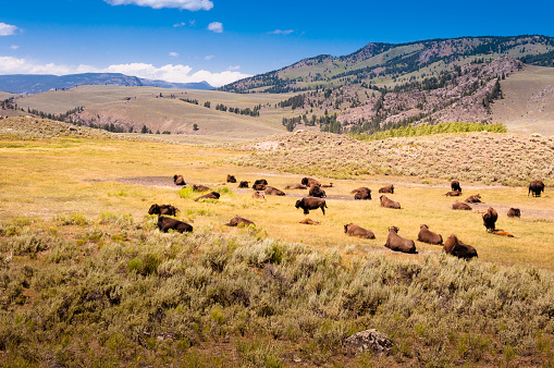 A herd of bison in the Yellowstone national park