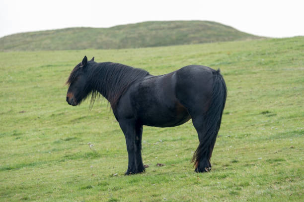 istock Black pony standing on the hill 888146382