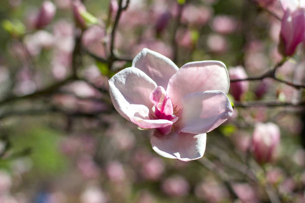 pink magnolia flowers flowers of pink magnolia, pink magnolia, pink Magnolia flowers on tree branch, Magnolia tree blossom, magnolia bud jane magnolia stock pictures, royalty-free photos & images