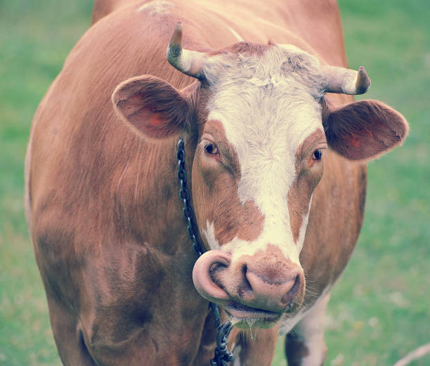 istock red cow with horns on a leash 888150094