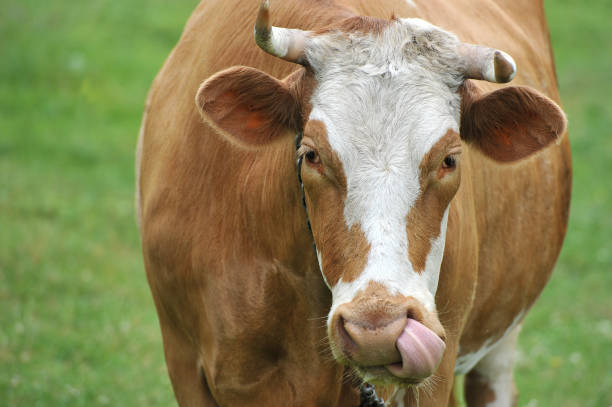 istock a red cow with horns on a leash 888150148
