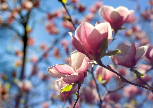 istock pink Magnolia flowers on tree branch 888150312