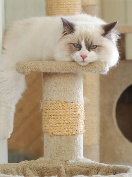 istock Cute and Adorable Cat 888153468