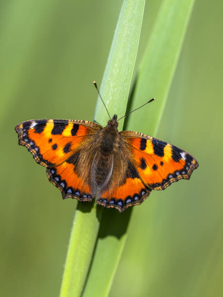 Resting Small tortoiseshell butterfly Small tortoiseshell (Aglais urticae) butterfly on a leaf with green background small tortoiseshell butterfly stock pictures, royalty-free photos & images