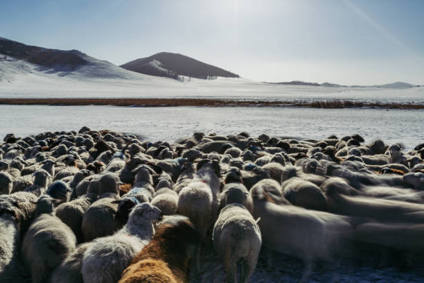 深い雪の中で羊の群れをpov - inner mongolia ストックフォトと画像