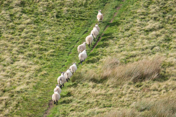 Sheep in a row, walking on the hill in Scotland