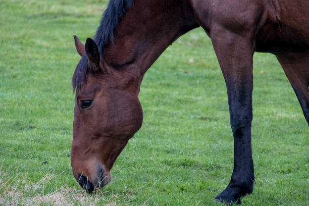 istock Closeup of Horse eating grass 888168022