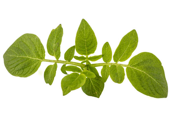 Leafs of potato, isolated on white background