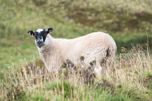 istock Blackface Sheep looking toward, on the hill in Scotland 888173884