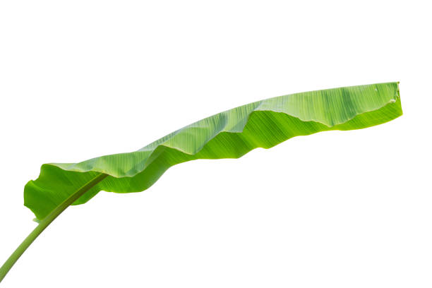 istock banana leaf isolated on white background 888188260