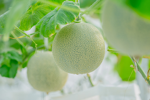 young green melon or cantaloupe growing in the greenhouse