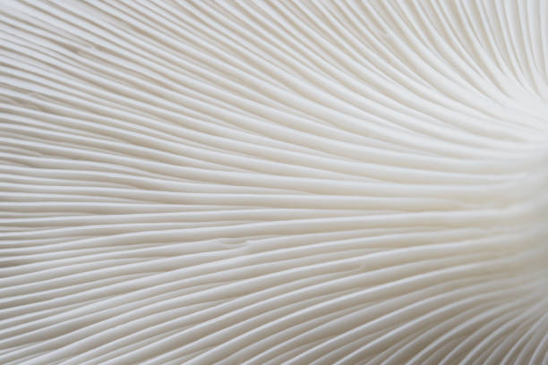 istock background macro of Sajor-caju Mushroom plants 888192614