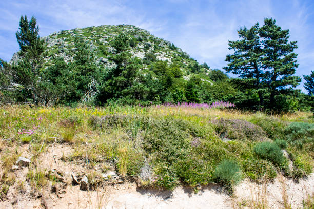 Mont Gerbier de Jonc, France Mont Gerbier de Jonc, a mountain of volcanic origin whose base contains three springs that are the source of the Loire, France's longest river gerbier de jonc stock pictures, royalty-free photos & images