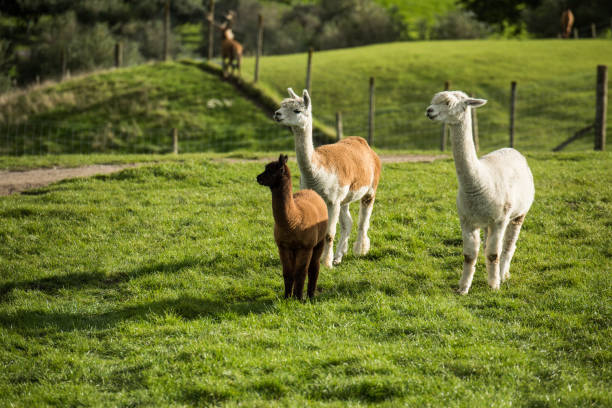 Llama in a farm stock photo