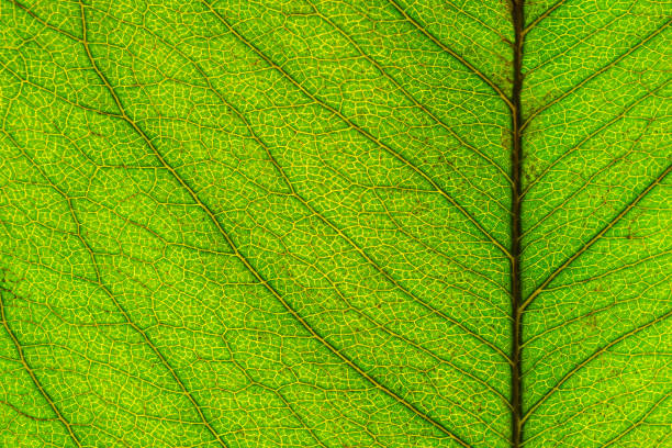 istock Macro picture of leaf texture 888196510