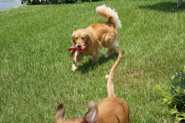 istock two dogs play in back yard 888200308
