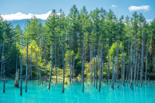 istock Blue pond in Biei, Hokkaido at Japan. 888200978