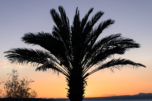 Silhouette of a palm tree against the dawn sky, with the sea and headland in the distance, on the horizon.  Palma, Mallorca, Spain.
