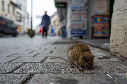 Sick rat on a Boardwalk in Frankfurt