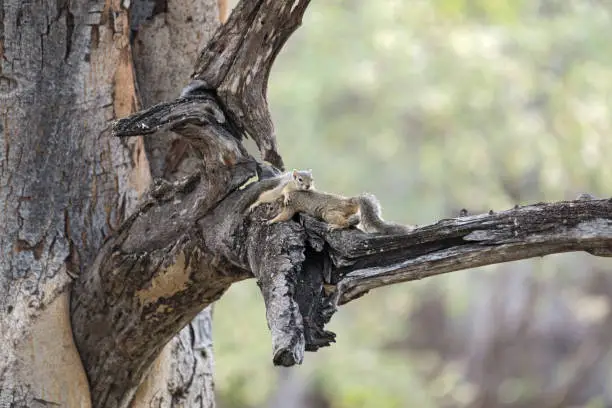 Two tree squirrel (Paraxerus cepapi) in a tree, Namibia.