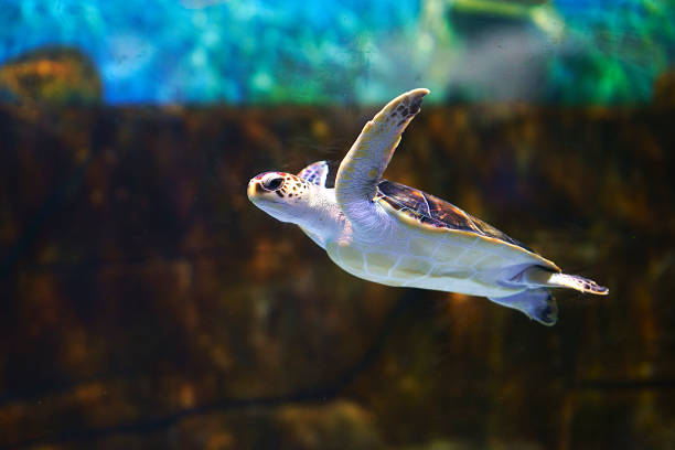 istock Sea turtles swim under the water 888204344