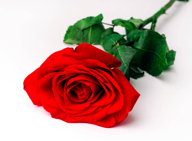 istock Beauty red rose on white background. 888205056