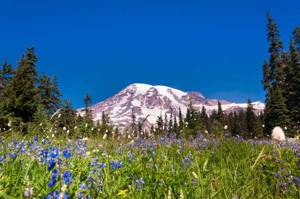 istock Blooming meadow at Mount Rainier 888207260