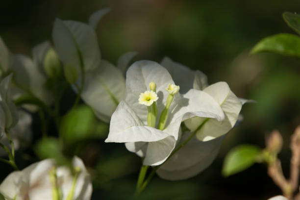 istock White Bougainvillea flower in dark background 888210348