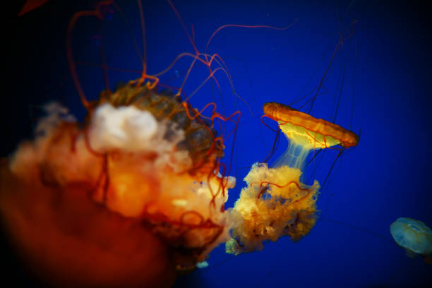 istock Jelly fishes in the deep blue ocean 888210682