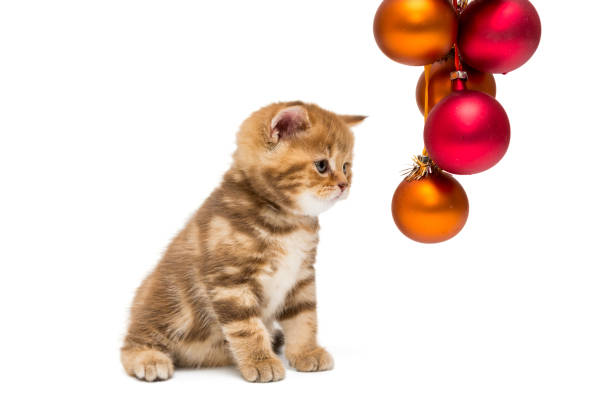 istock Small British kitten and Christmas 888213426