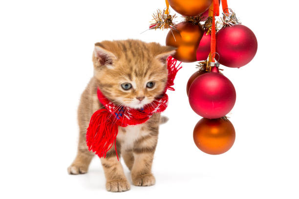 istock Small British kitten and Christmas 888215102