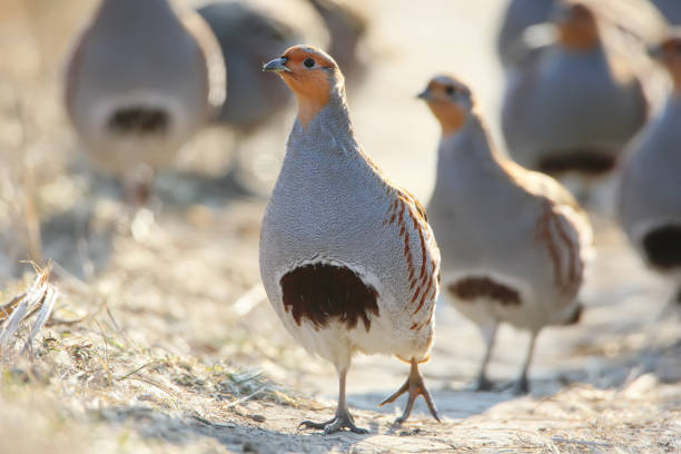 Leader of a flock of gray partridges in a pose of attention, look at the photographer Leader of a flock of gray partridges in a pose of attention, look at the photographer perdix stock pictures, royalty-free photos & images