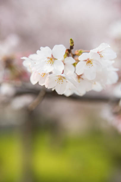 Cherry Blossom stock photo