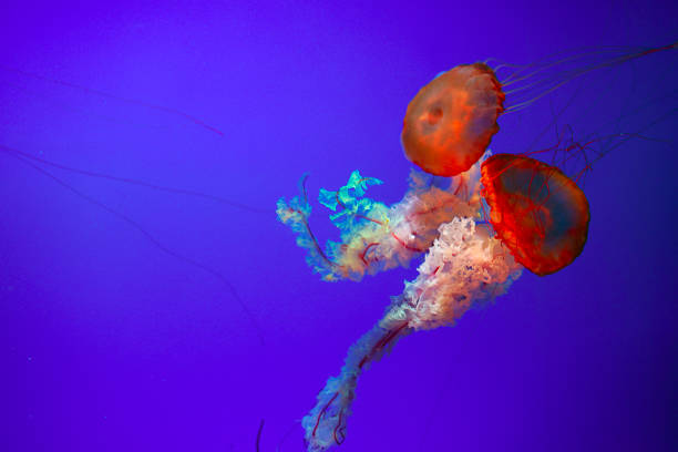 istock Jelly fishes in the deep blue ocean 888215556