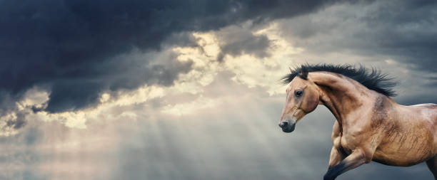 istock Bay Horse running at beautiful dark storm cloudy sky with rays, banner 888215596