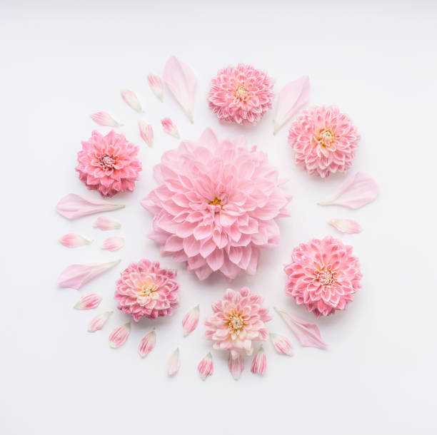 Round pink pale flowers composition with petals on white desktop background, flat lay, top view.